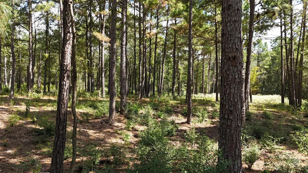 Cherokee Trail Lovelady, TX 77851