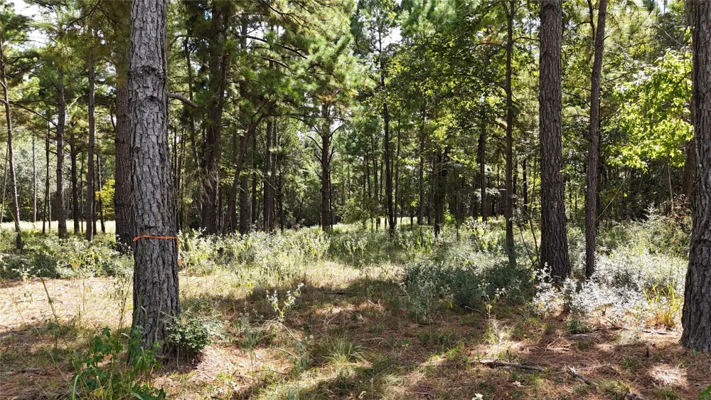 Cherokee Trail Lovelady, TX 77851