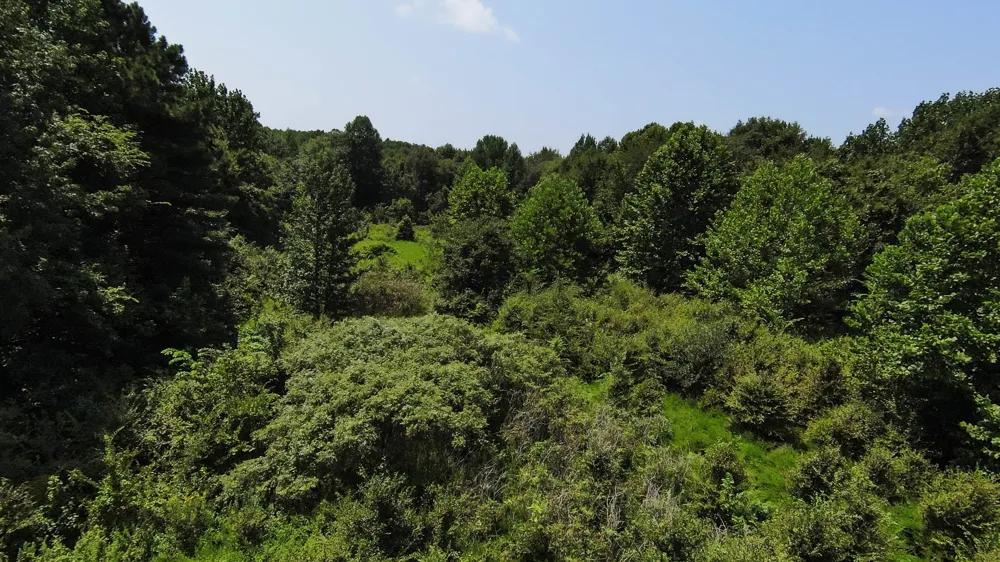 631 Jay Bird Ln Palmersville, TN 38241