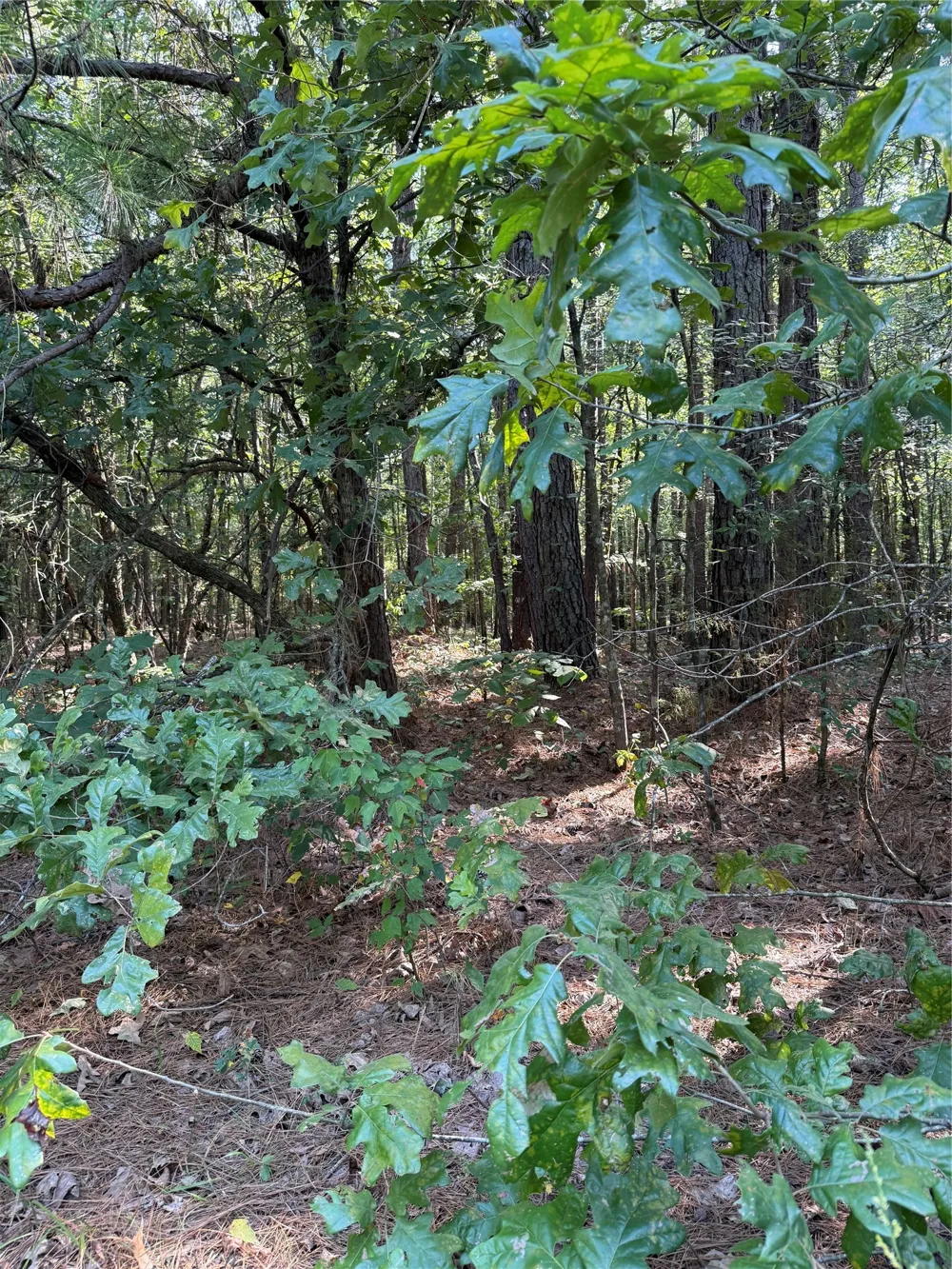 2346 County Road 4284 Simms, TX 75574