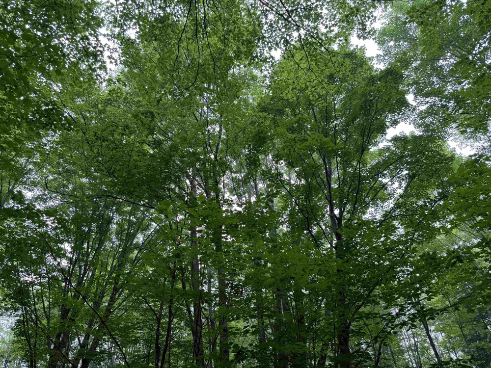 3396 SE Spencer Road Orange Township, MI 49646