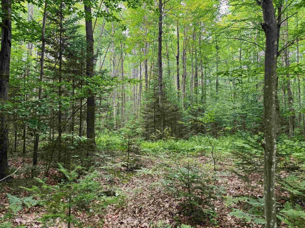 3396 SE Spencer Road Orange Township, MI 49646
