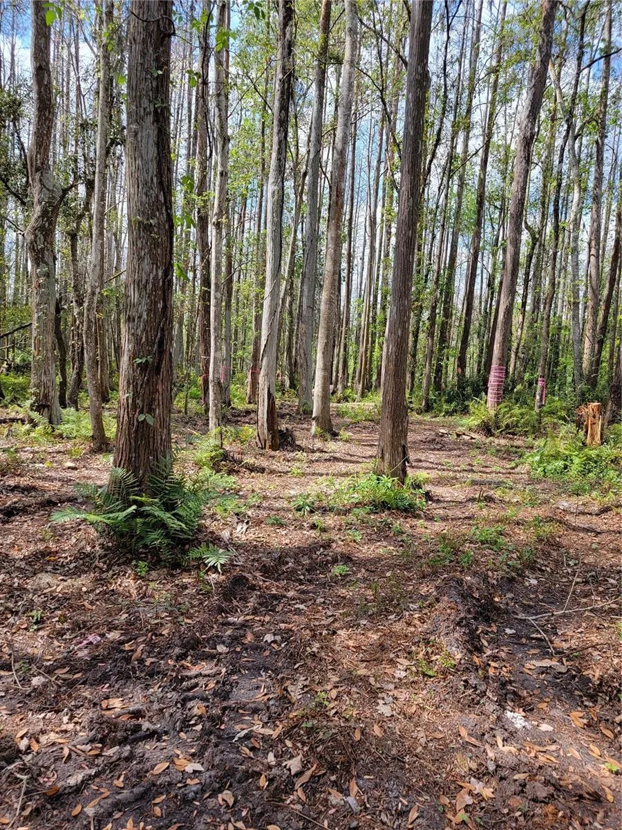 TBD BELL LAKE ROAD Land O Lakes, FL 34639