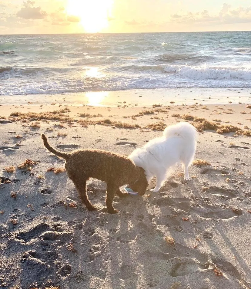 706 Ocean Dunes Circle Jupiter, FL 33477
