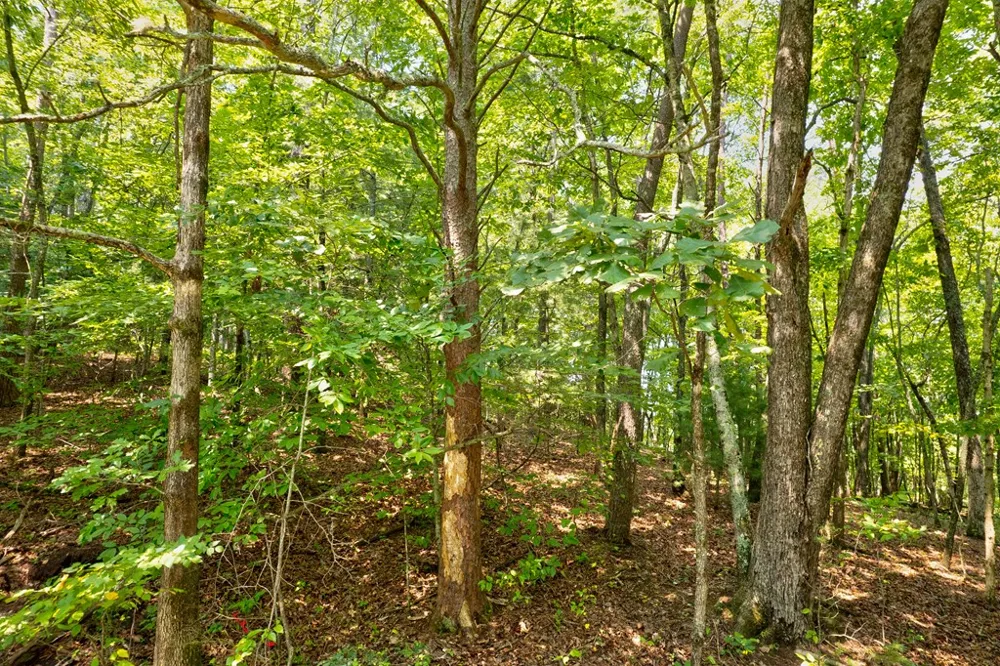 0 Shady Lane Mineral Bluff, GA 30559