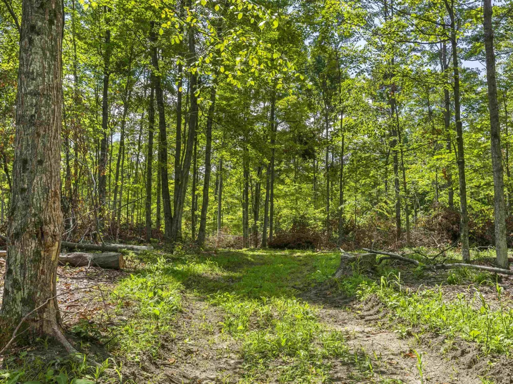 Valencourt Road Cleon Township, MI 49625
