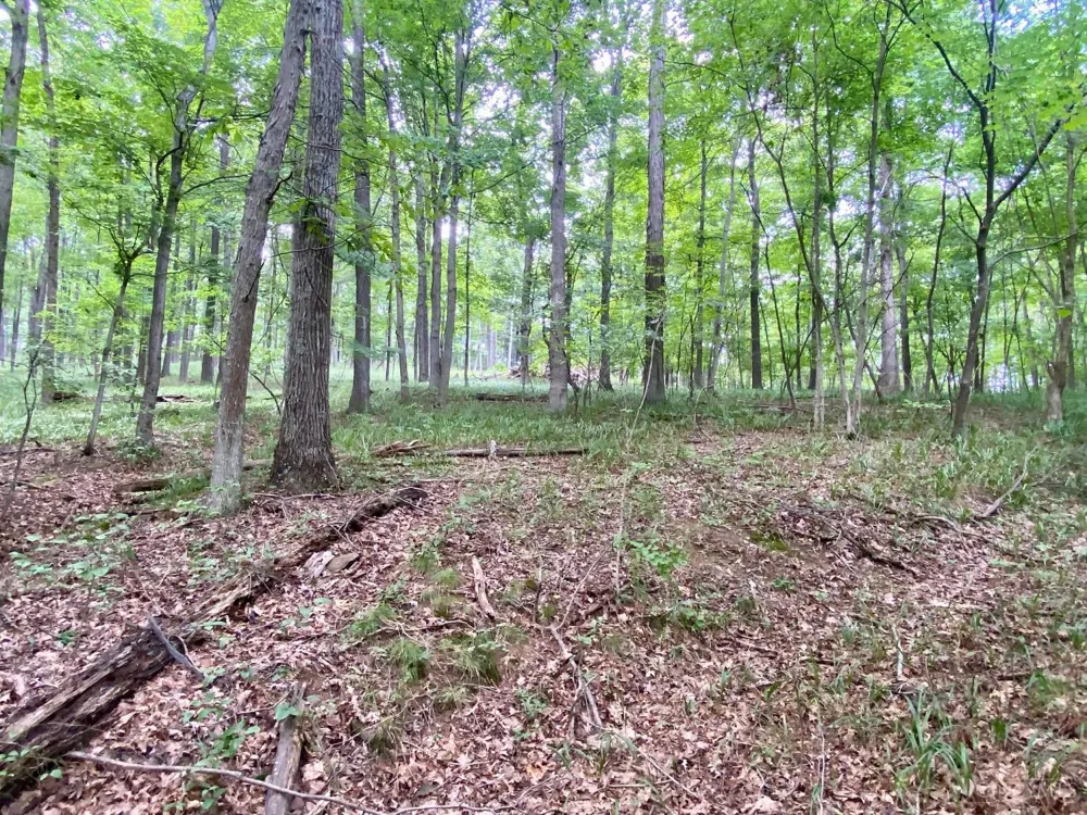 206 Thelma Lane Blue Creek, OH 45616