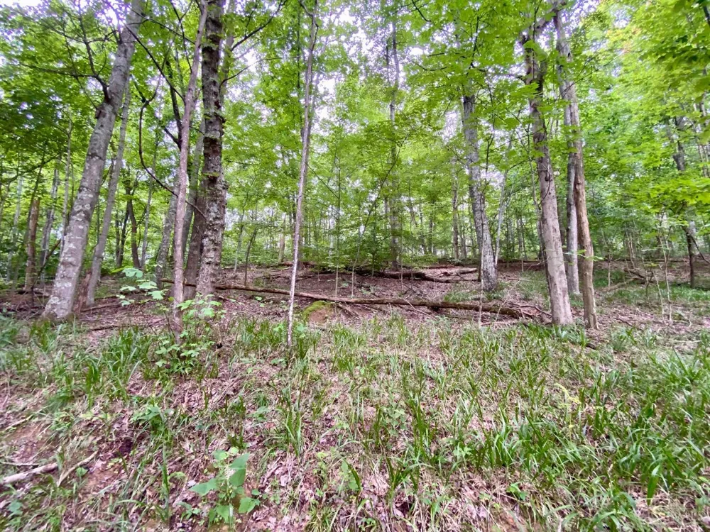 206 Thelma Lane Blue Creek, OH 45616