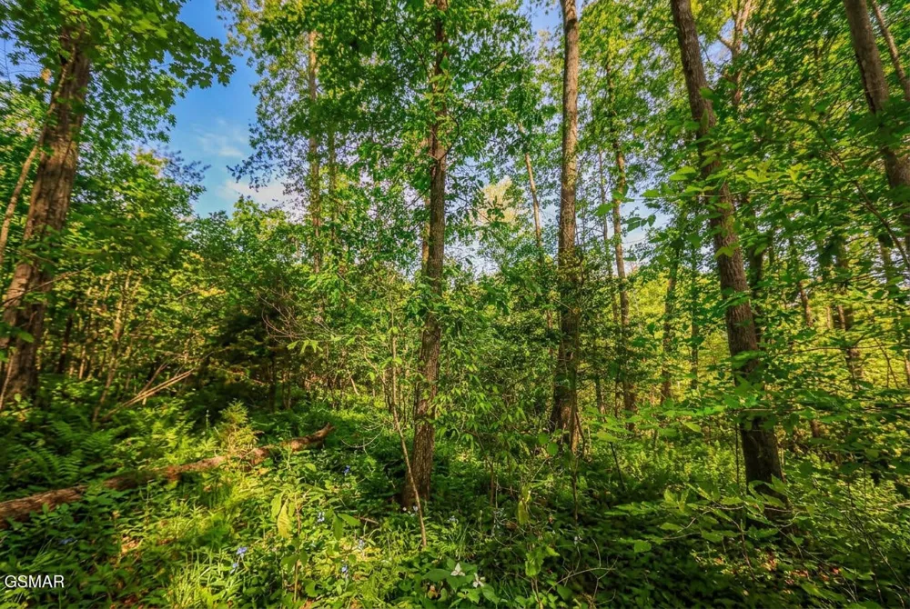 1413 Timber Trail Newport, TN 37821
