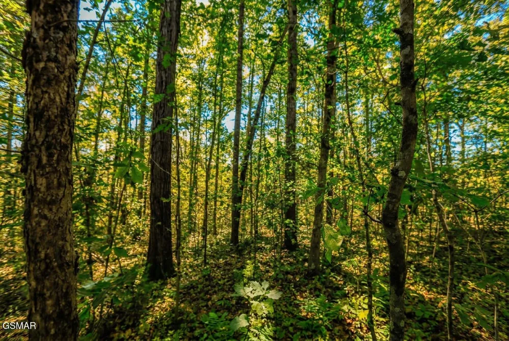 1413 Timber Trail Newport, TN 37821