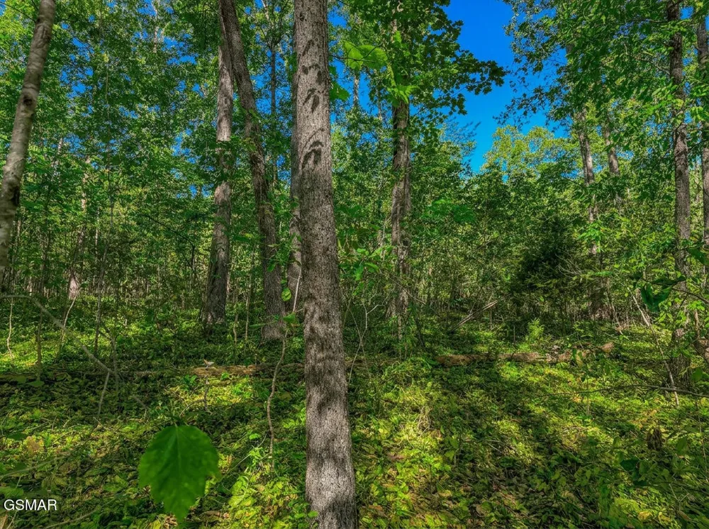 1413 Timber Trail Newport, TN 37821