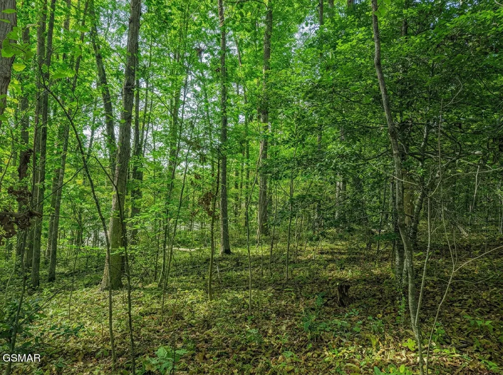 1413 Timber Trail Newport, TN 37821