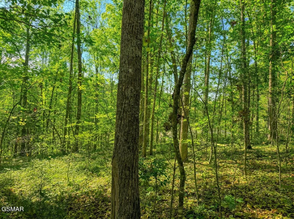 1413 Timber Trail Newport, TN 37821