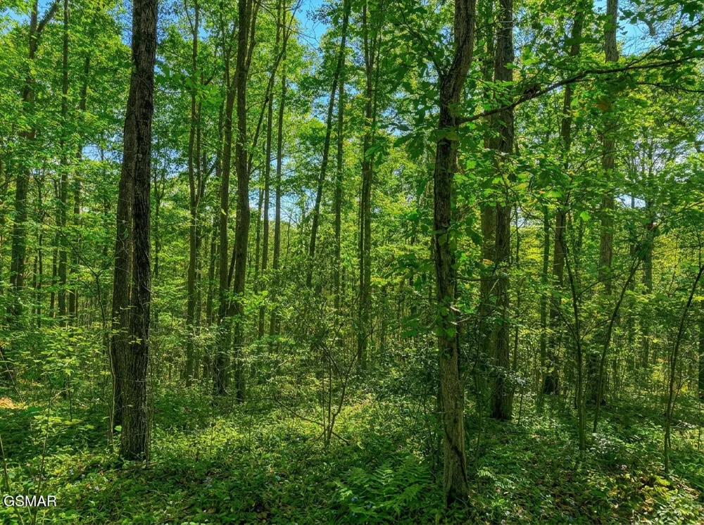 1413 Timber Trail Newport, TN 37821