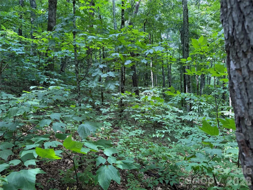 0000 Chimney Ridge Trail Waynesville, NC 28786