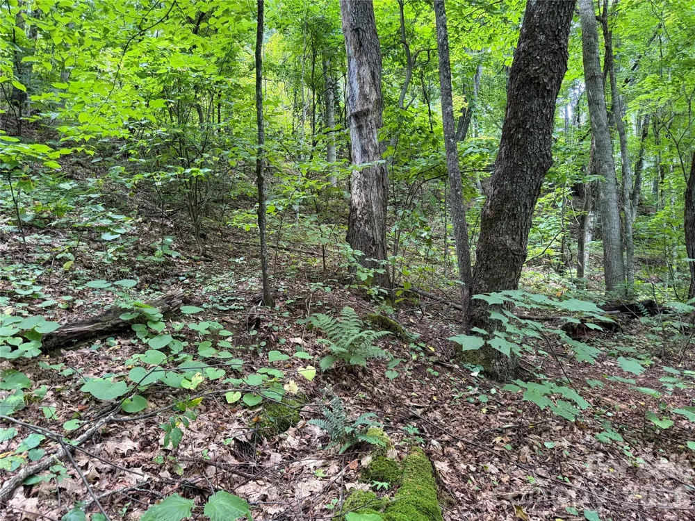 0000 Chimney Ridge Trail Waynesville, NC 28786