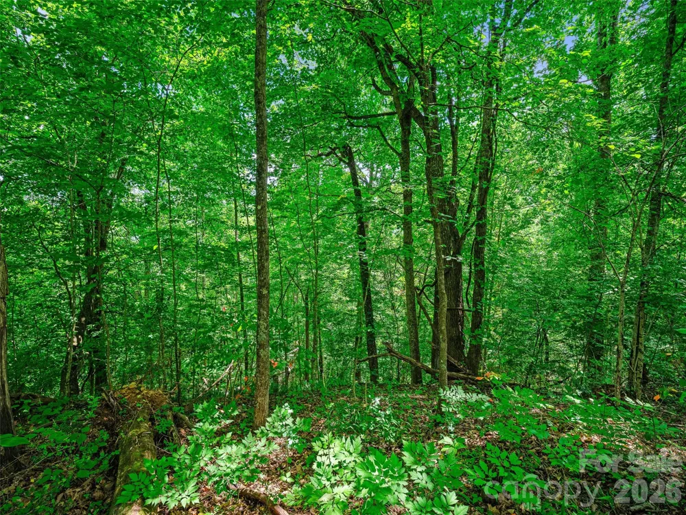 000 Cove Mountain Road Burnsville, NC 28714