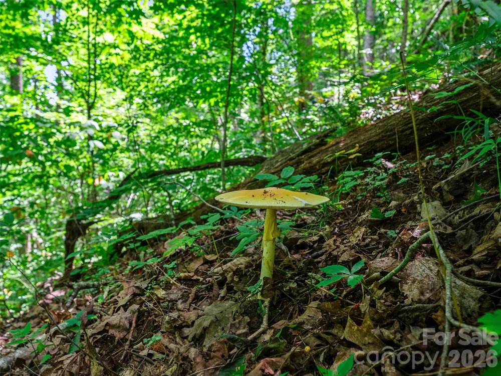 000 Cove Mountain Road Burnsville, NC 28714