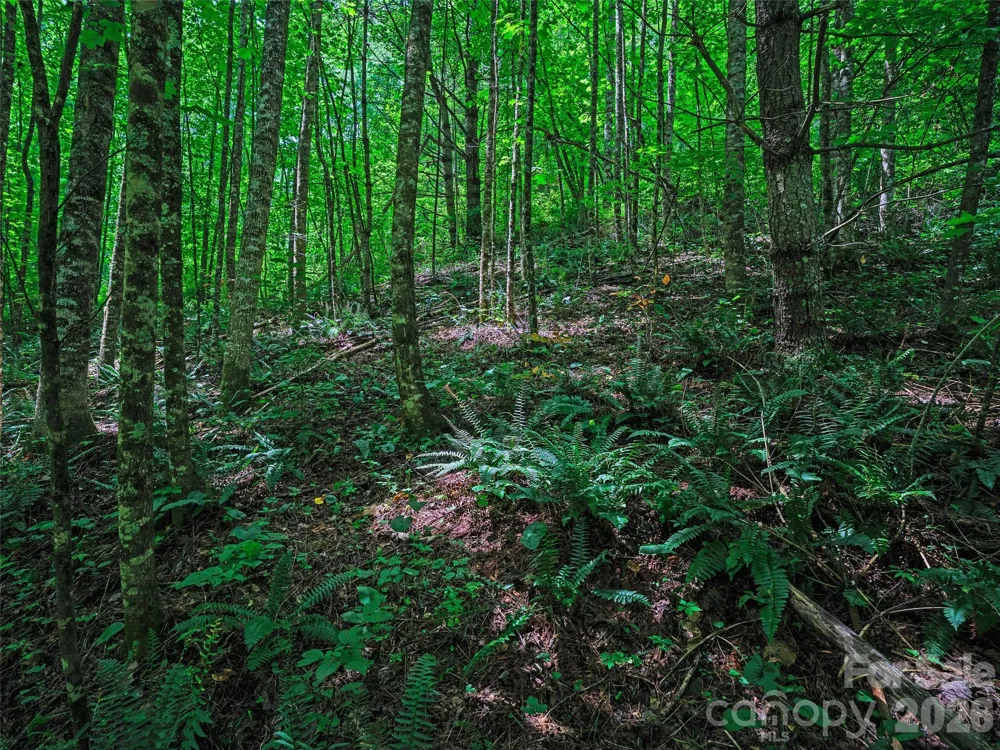 000 Cove Mountain Road Burnsville, NC 28714