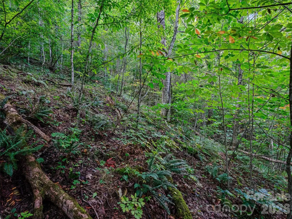 000 Cove Mountain Road Burnsville, NC 28714