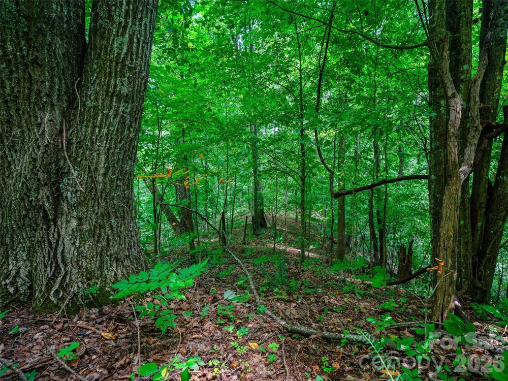 000 Cove Mountain Road Burnsville, NC 28714