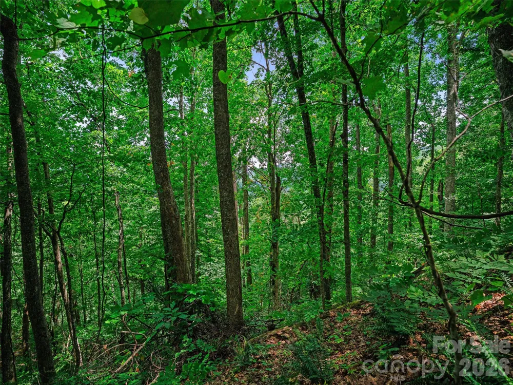 000 Cove Mountain Road Burnsville, NC 28714