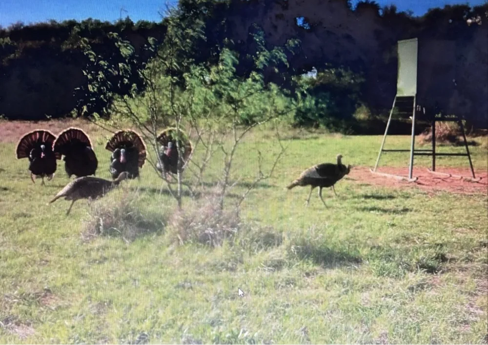 2017 CR 188 Cross Plains, TX 76443