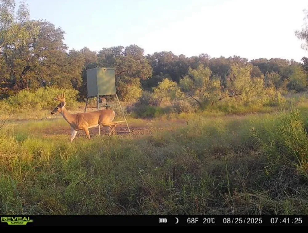 2017 CR 188 Cross Plains, TX 76443