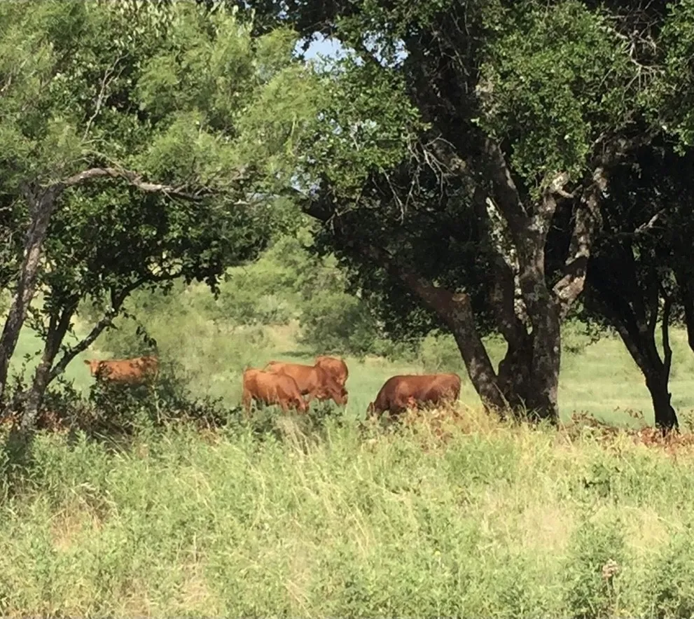 2017 CR 188 Cross Plains, TX 76443