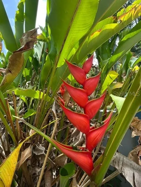 Bo Quebrada Fajardo CARR#985 KM 1.3 #Lote#5 Fajardo, PR 00738