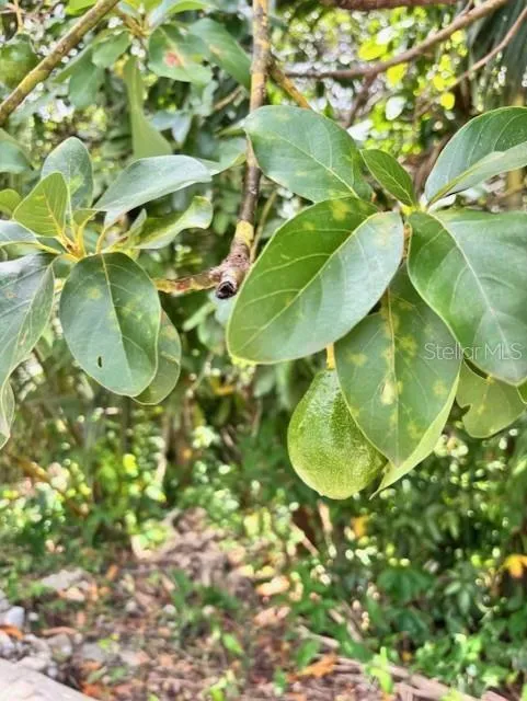 Bo Quebrada Fajardo CARR#985 KM 1.3 #Lote#5 Fajardo, PR 00738