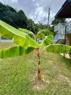 Bo Quebrada Fajardo CARR#985 KM 1.3 #Lote#5 Fajardo, PR 00738