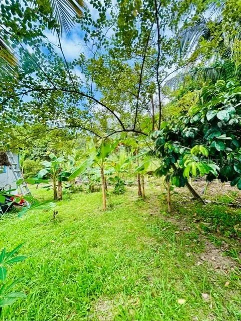 Bo Quebrada Fajardo CARR#985 KM 1.3 #Lote#5 Fajardo, PR 00738