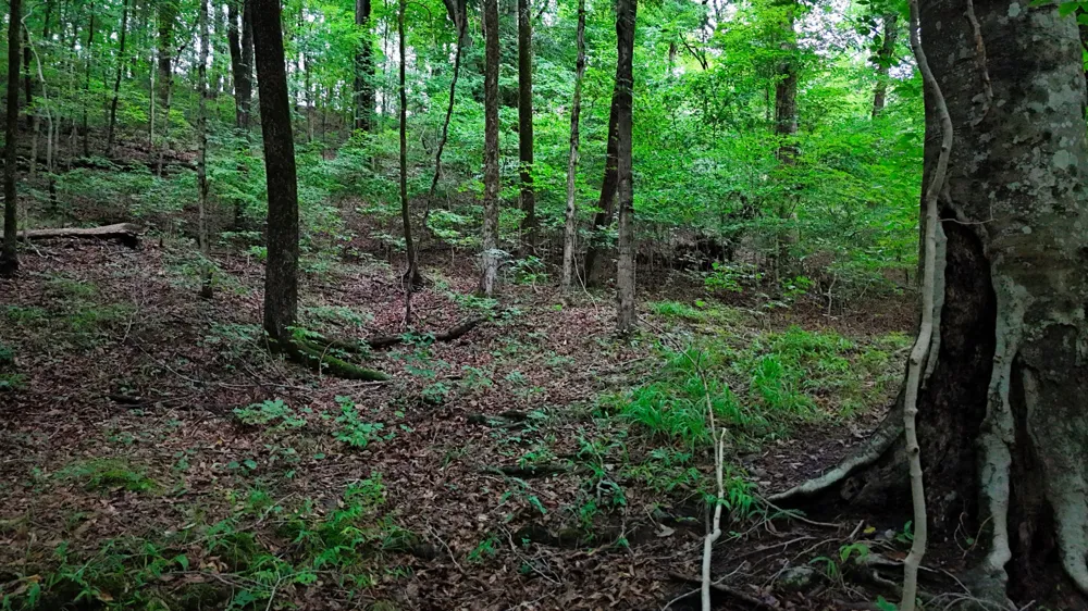4 Cedar Hill Rd White Bluff, TN 37187
