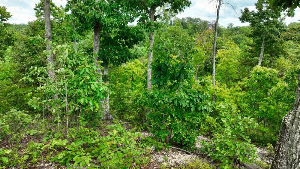 57 Ridge Top Rd Stewart, TN 37175