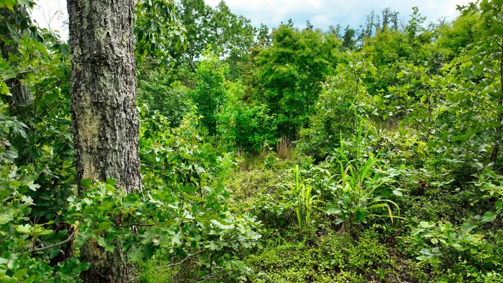 58 Ridge Top Rd Stewart, TN 37175
