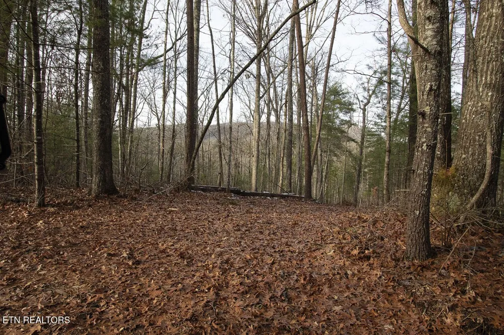 2050 E Millers Cove Rd Walland, TN 37886