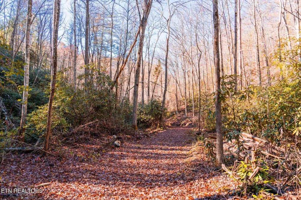2000 E Millers Cove Rd Walland, TN 37886