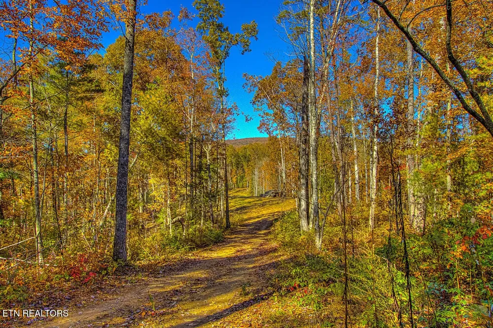 2000 E Millers Cove Rd Walland, TN 37886