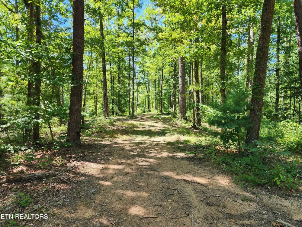 2000 E Millers Cove Rd Walland, TN 37886