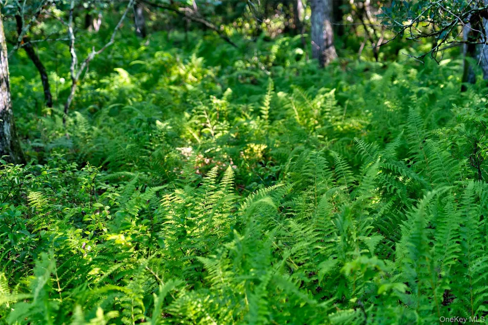 Lot 23 Perry Pond Road Narrowsburg, NY 12764