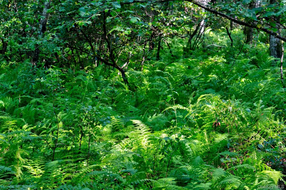 Lot 23 Perry Pond Road Narrowsburg, NY 12764