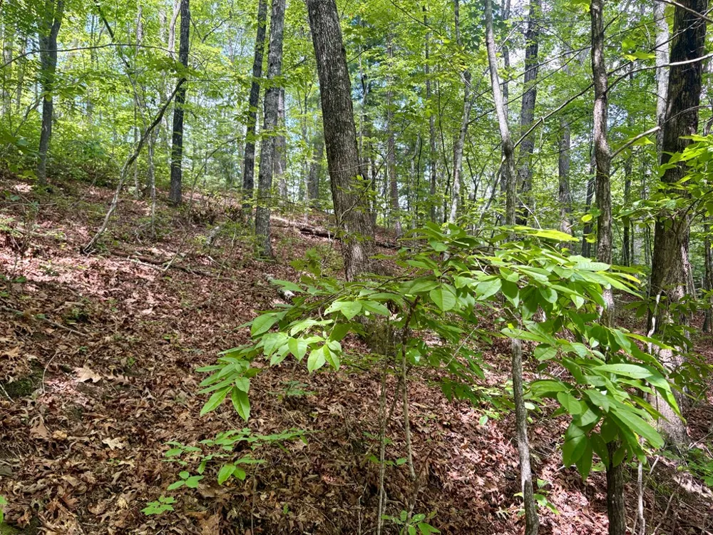 Watia Road Bryson City, NC 28713