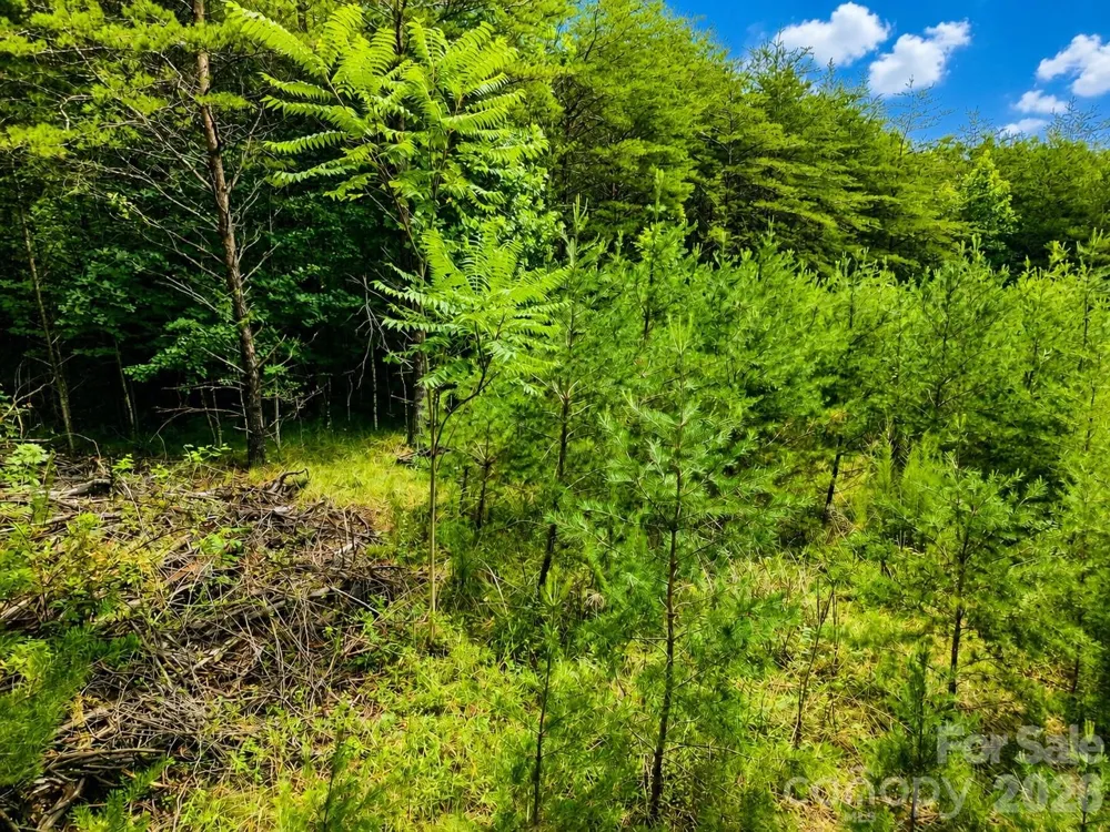 TBD Vista Drive Nebo, NC 28761