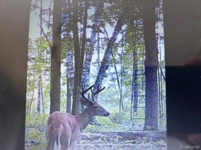 4502 Cemetery Road Koylton Township, MI 48741
