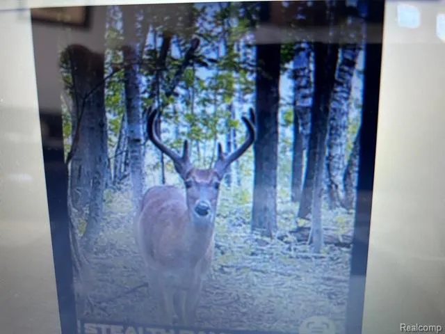4502 Cemetery Road Koylton Township, MI 48741
