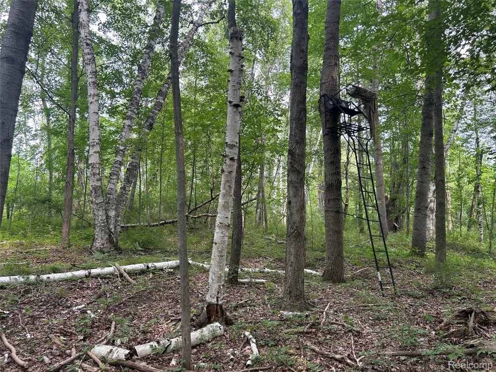 4502 Cemetery Road Koylton Township, MI 48741