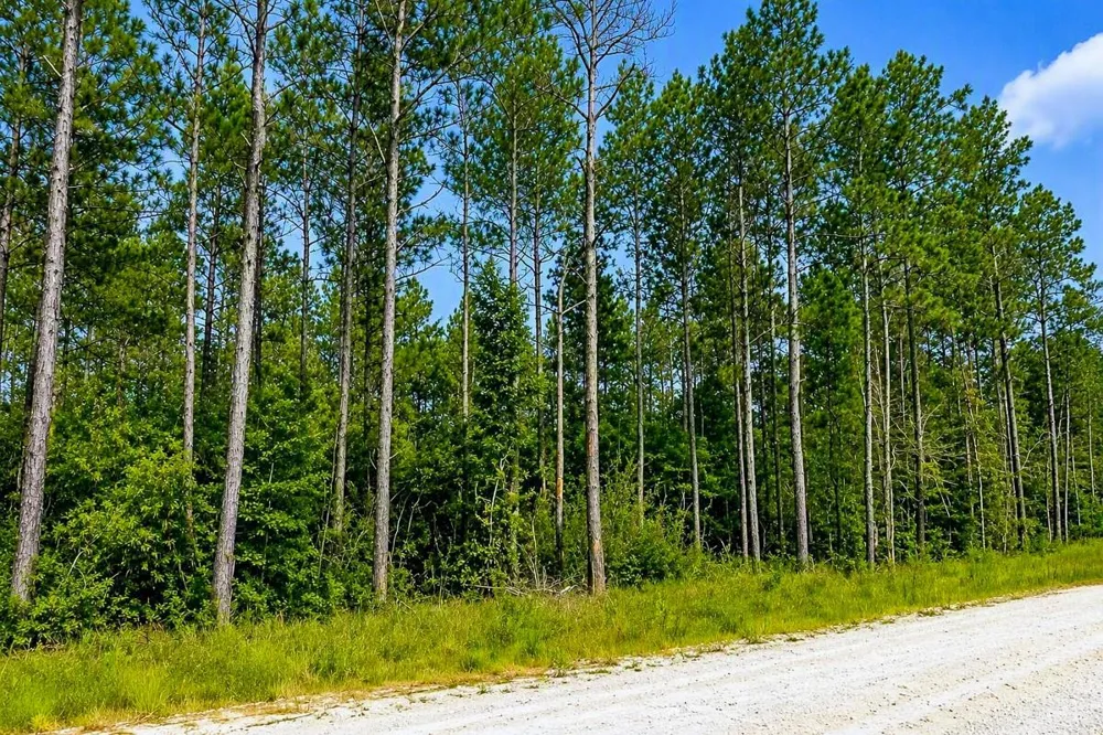 Carter Ranch Road Kountze, TX 77625