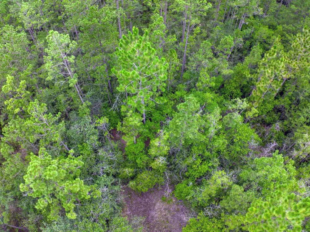 Carter Ranch Road Kountze, TX 77625