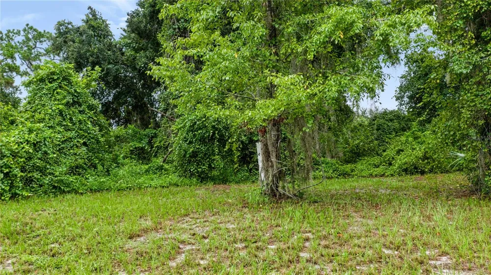 TROTTING HORSE LANE Tavares, FL 32778